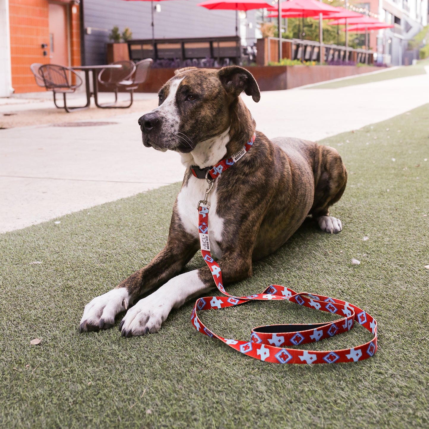 ACL Fest Dog Collar